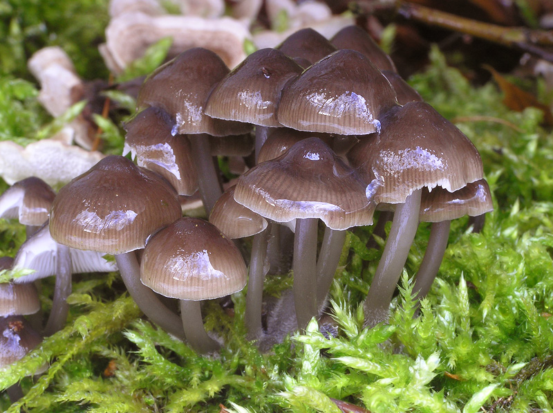 Mycena tintinnabulum